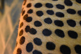 Cheetah! (Portuguese Hair-on-Hide Seat)